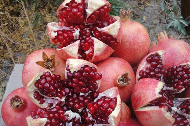 جشنواره انار شیراز