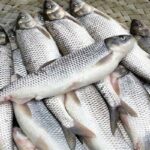 خرید ماهی به اقلام سبد کالا برگ در بندرعباس اضافه شد